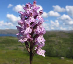 Северные орхидеи: ятрышник
