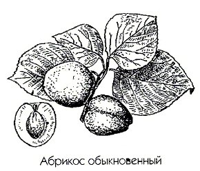 ������� ������������ - Armeniaca vulgaris Lam.