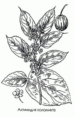 ��������� ��������� - Actinidia kolomikta Maxim.