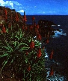 Алоэ древовидное (столетник) - Aloe arborescens Mill.