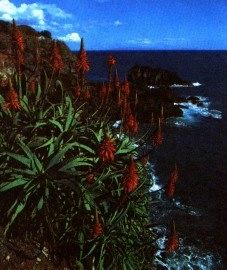   () - Aloe arborescens Mill.