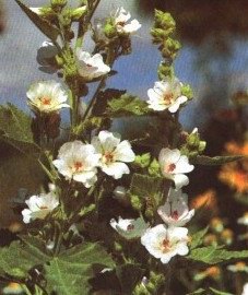   - Althaea officinalis L