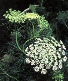   - Ammi visnaga (L.) Lam. // Visnaga daucoides Gaertn.