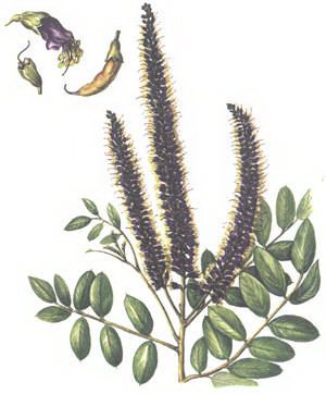������ ����������������� - Amorpha fruticosa L.