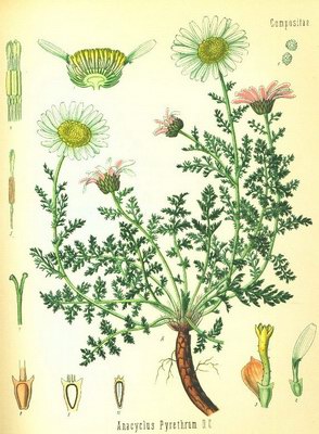   ( ) - Anacyclus officinarum Hayne