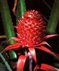 ������ ��������� - Ananas comosus Merrill
