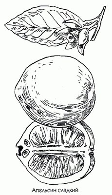 �������� ������� - Citrus sinensis L.