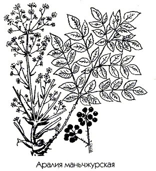 Аралия маньчжурская (аралия кистистая) - Aralia mandchurica L.