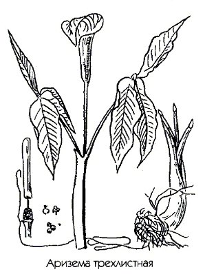   - Arisema triphyllum L