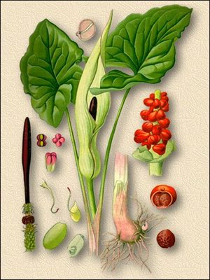   - Arum maculatum L.