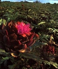   ( ) - Cynara scolymus L