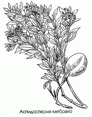 ������������ �������� - Aspidosperma guebracho-blanco Schecht.