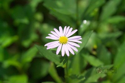 ����� ��������� - Aster indicus L