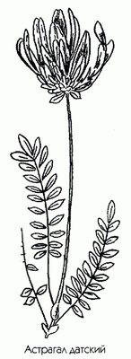 �������� ������� (������� �����) - Astragalus danicus L.