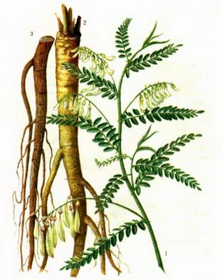  - - Astragalus hoantchy Franch.