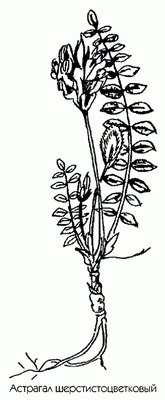   - Astragalus dasyanthus L.
