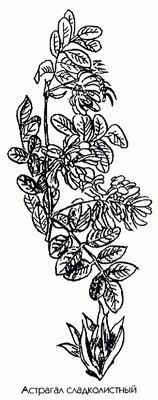   - Astragalus glycyphyllus L.