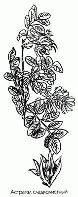 �������� ������������� - Astragalus glycyphyllus L.