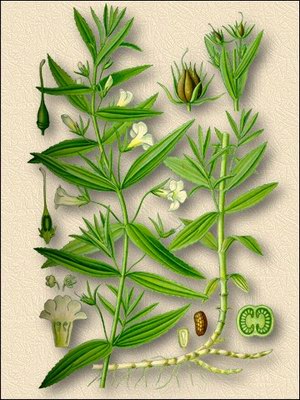   () - Gratiola officinalis L.