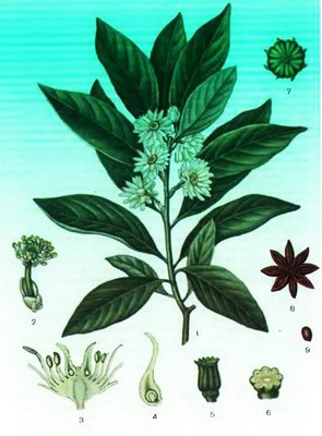 ������ ��������� (���� ����������) - Illicum verum Nook.
