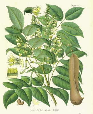   - Myroxylon balsamum (L.) Harms Myroxylon toluiferum L.