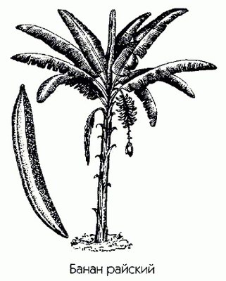 ����� ������� - Musa paradisiaca L.