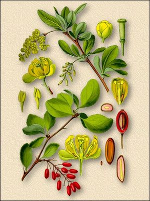   - Berberis vulgaris L.