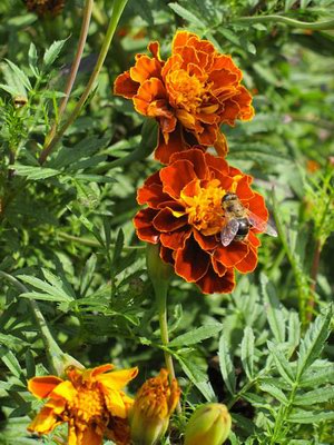   ( ) - Tagetes patula L.