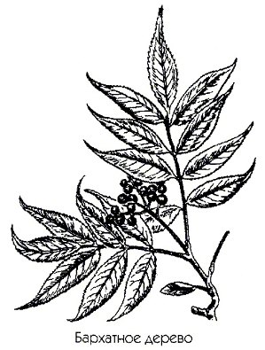   ( ) - Phellodendron amurense Rupr.