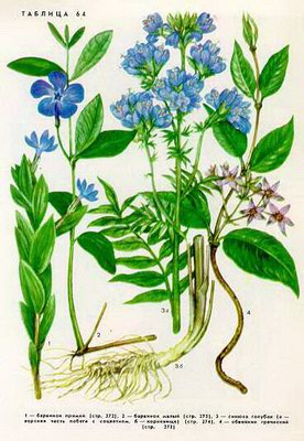�������� ������ - Vinca erecta Regel et Schmalh.