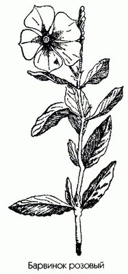   ( ) - Vinca rosea L. // Catharanthus roseus (L.) G. Don.