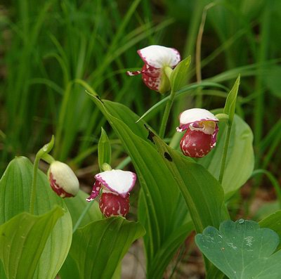   - Cypripedium guttatum Sw.