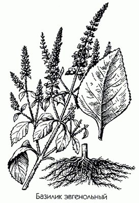   - Ocimum gratissimum L. X.