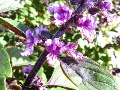   - Ocimum menthifolium Hochst.