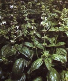   - Ocimum basilicum L