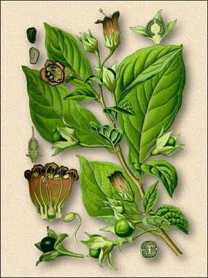 Белладонна (красавка) - Atropa belladonna L