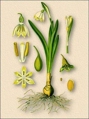   - Leucojum aestivum L