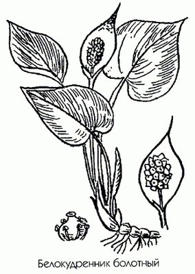   ( ) - Calla palustris L.