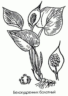 ������������� �������� (�������� �����) - Calla palustris L.