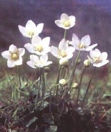   ( ,  ) - Parnassia palustris L.