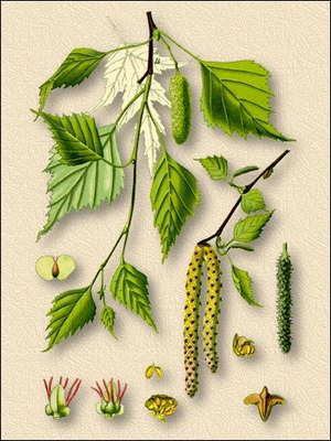   (Betula pendula Roth.)