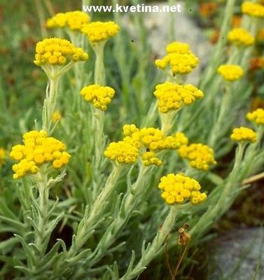   ( ) - Helichrysum plicatum DC