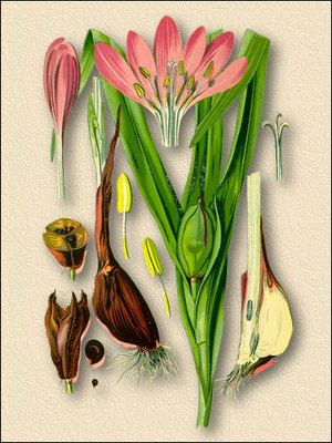 Безвременник осенний (собачья смерть, осенний цвет) - Colchicum autumnale L.