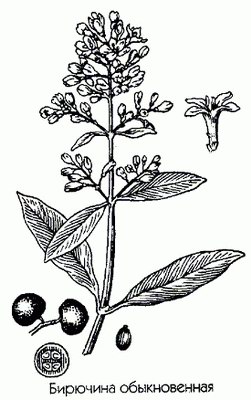 �������� ������������ (������ �����) - Ligustrum vulgare L.