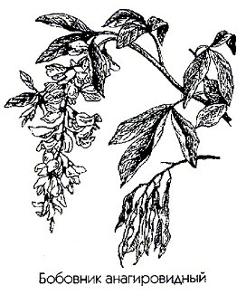   (,  ) - Laburnum anagyroides Medic. // Cytisus laburnum L.