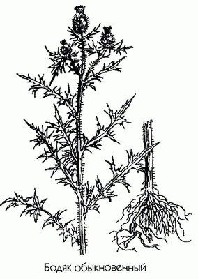   ( ) - Cirsium vulgare Airy-Shaw.