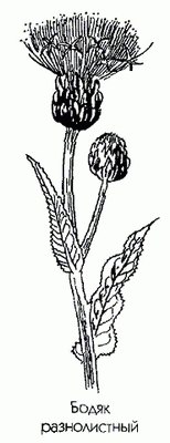   () - Cirsium heterophyllum (L.) Hill.