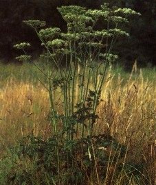   - Heracleum sphondylium L.