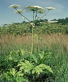   - Heracleum villosum L.