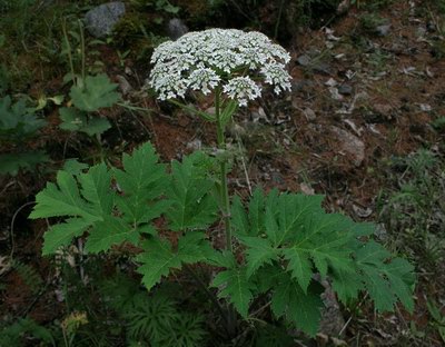   () - Heracleum dissectum Ldb.